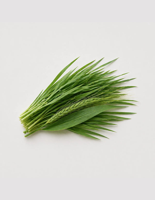 Gerstengras
