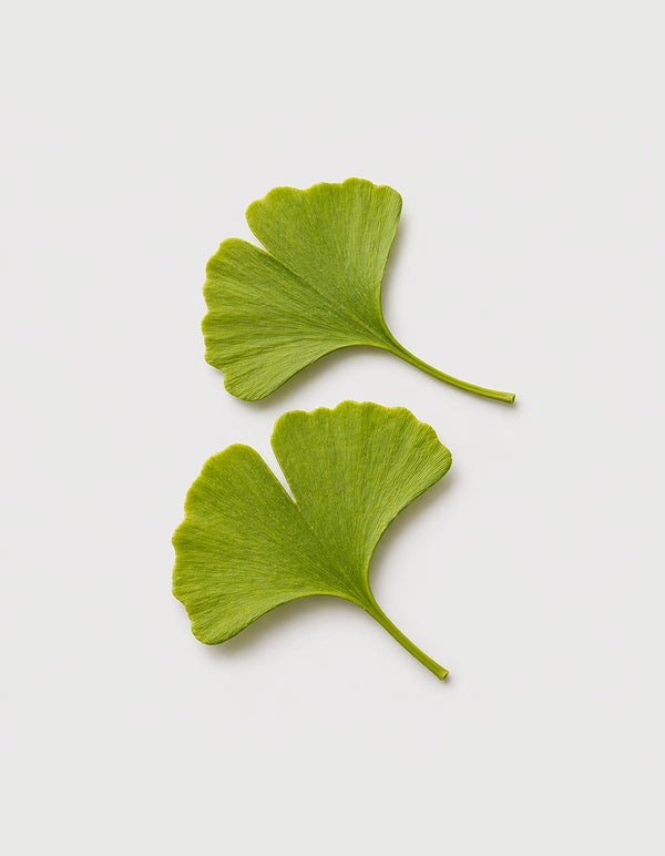 Ginkgo